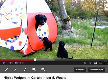 Ninjas Welpen im Garten in der 5. Woche - YouTube - Windows Internet Explorer_2013-05-05_21-51-05